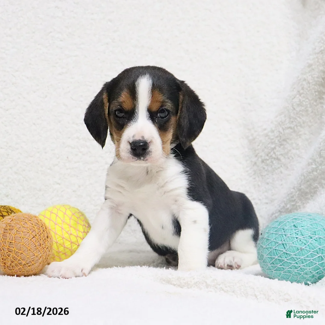 Beagle dogs for sale: Nixon - Ad 3