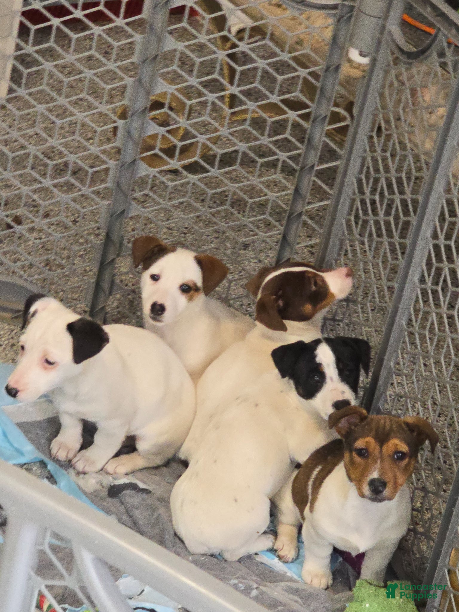 Jack Russell Terrier dogs Jack Russell Terrier Puppy 4 - Ad 2