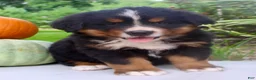 Bernese Mountain Dog dogs for sale: Chad - Ad 4