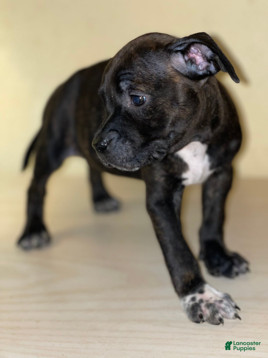 American Pit Bull Terrier dogs for sale: American Pit Bull Terrier Puppy 4 - Ad 1