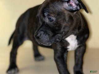 American Pit Bull Terrier dogs American Pit Bull Terrier Puppy 4 - Ad 4