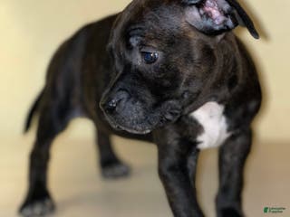 American Pit Bull Terrier dogs American Pit Bull Terrier Puppy 4 - Ad 41