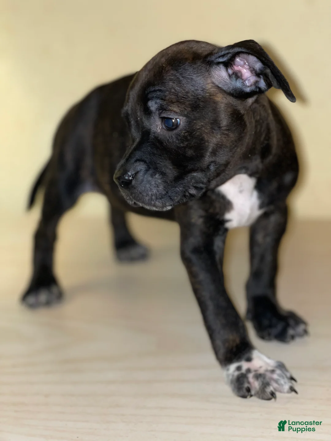 American Pit Bull Terrier dogs for sale: American Pit Bull Terrier Puppy 4 - Ad 1