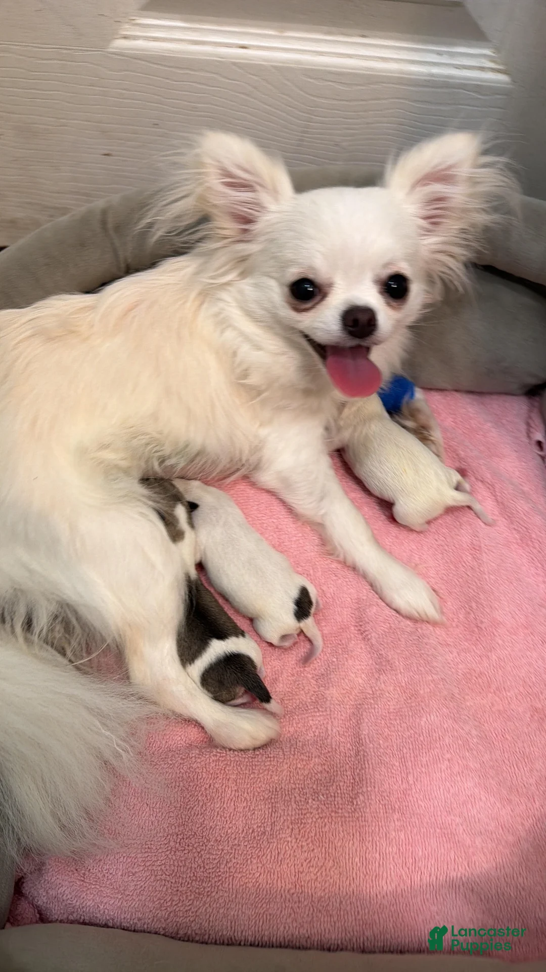 Chihuahua dogs for sale: Chihuahua 2 - Ad 2