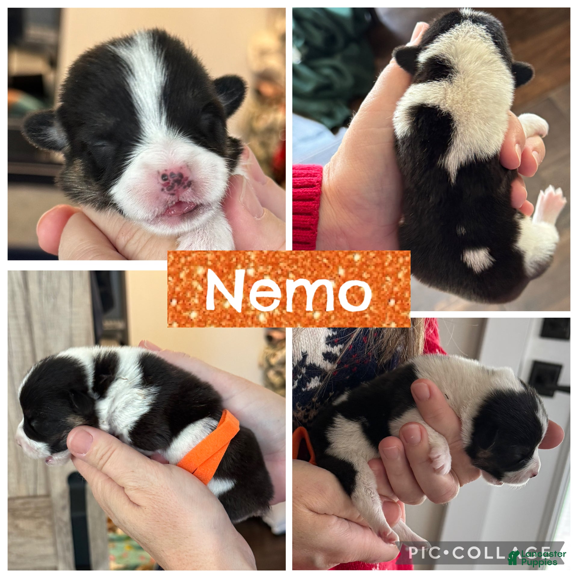 Welsh Corgi Pembroke dogs Nemo - orange - Ad 22