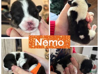 Welsh Corgi Pembroke dogs Nemo - orange - Ad 23