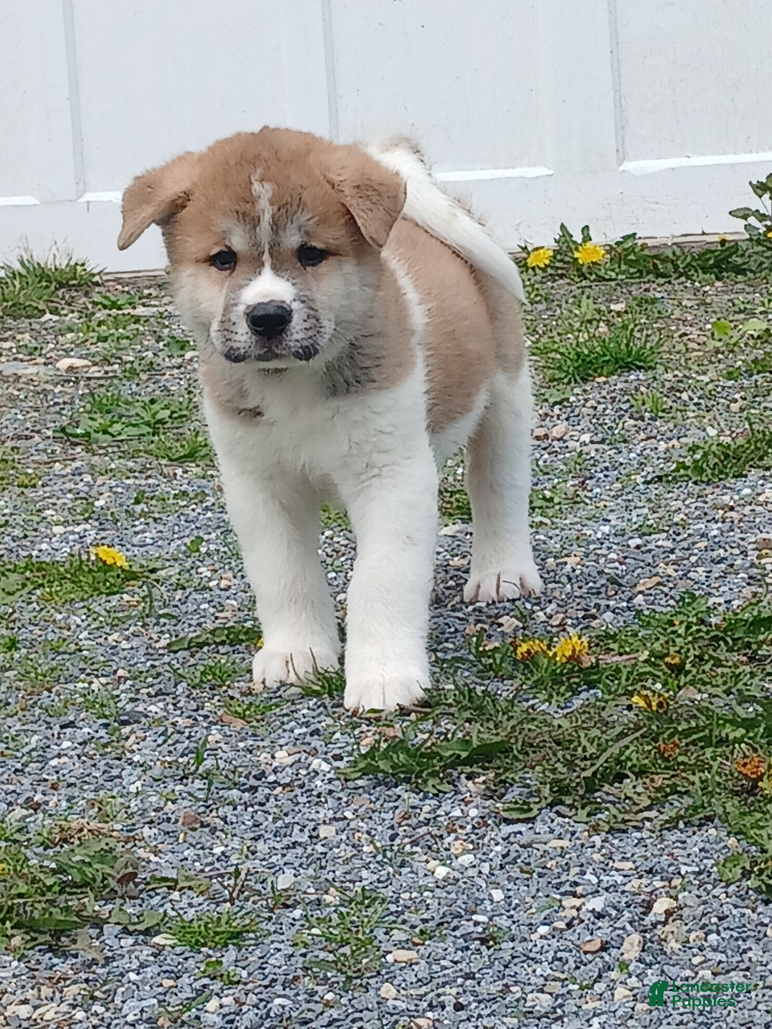 Akita dogs Ash - Ad 2