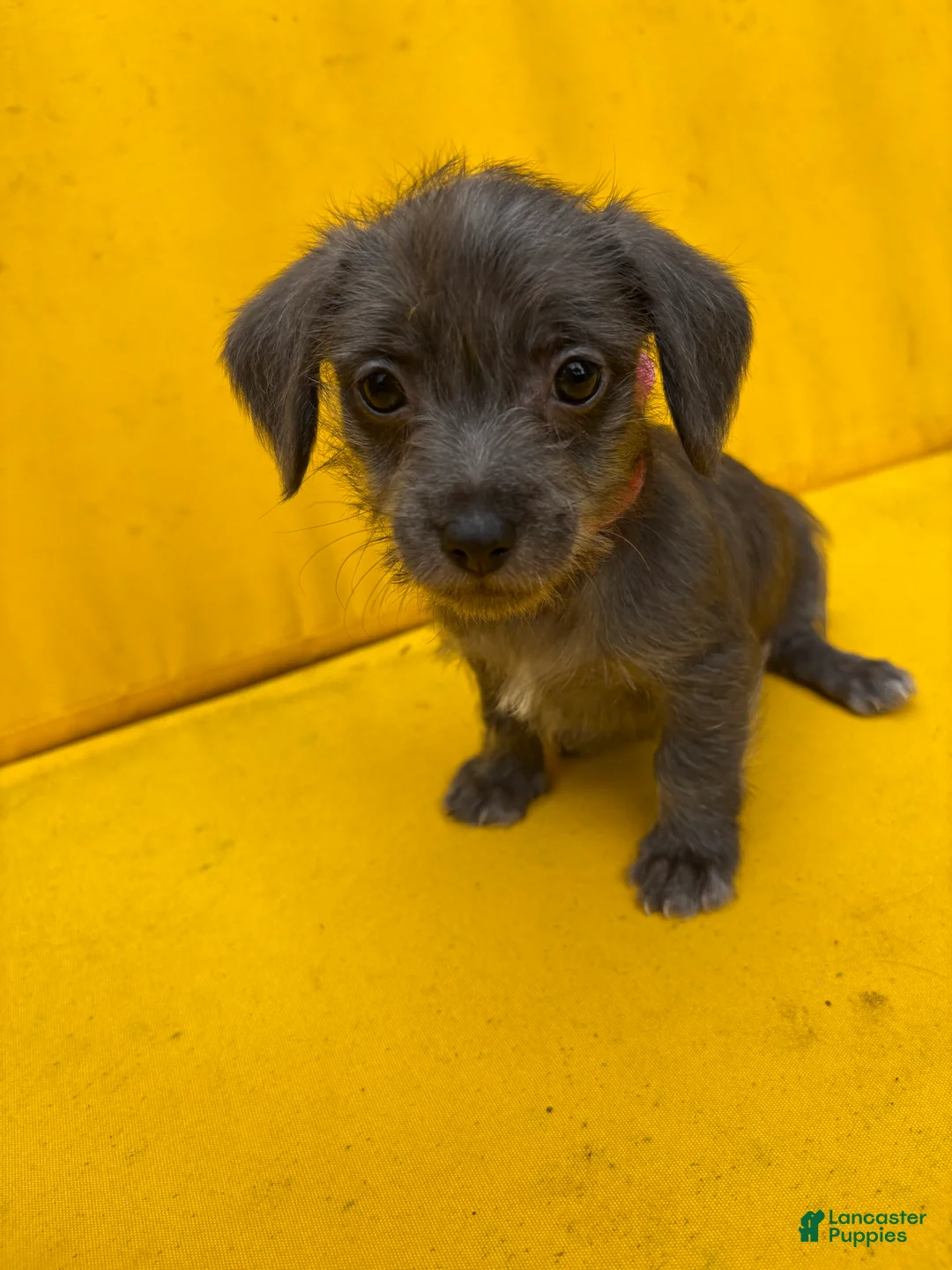 Mixed Breed dogs for sale: Mixed Breed 1 - Ad 2