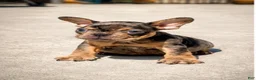 French Bulldog dogs for sale: Future - Ad 2