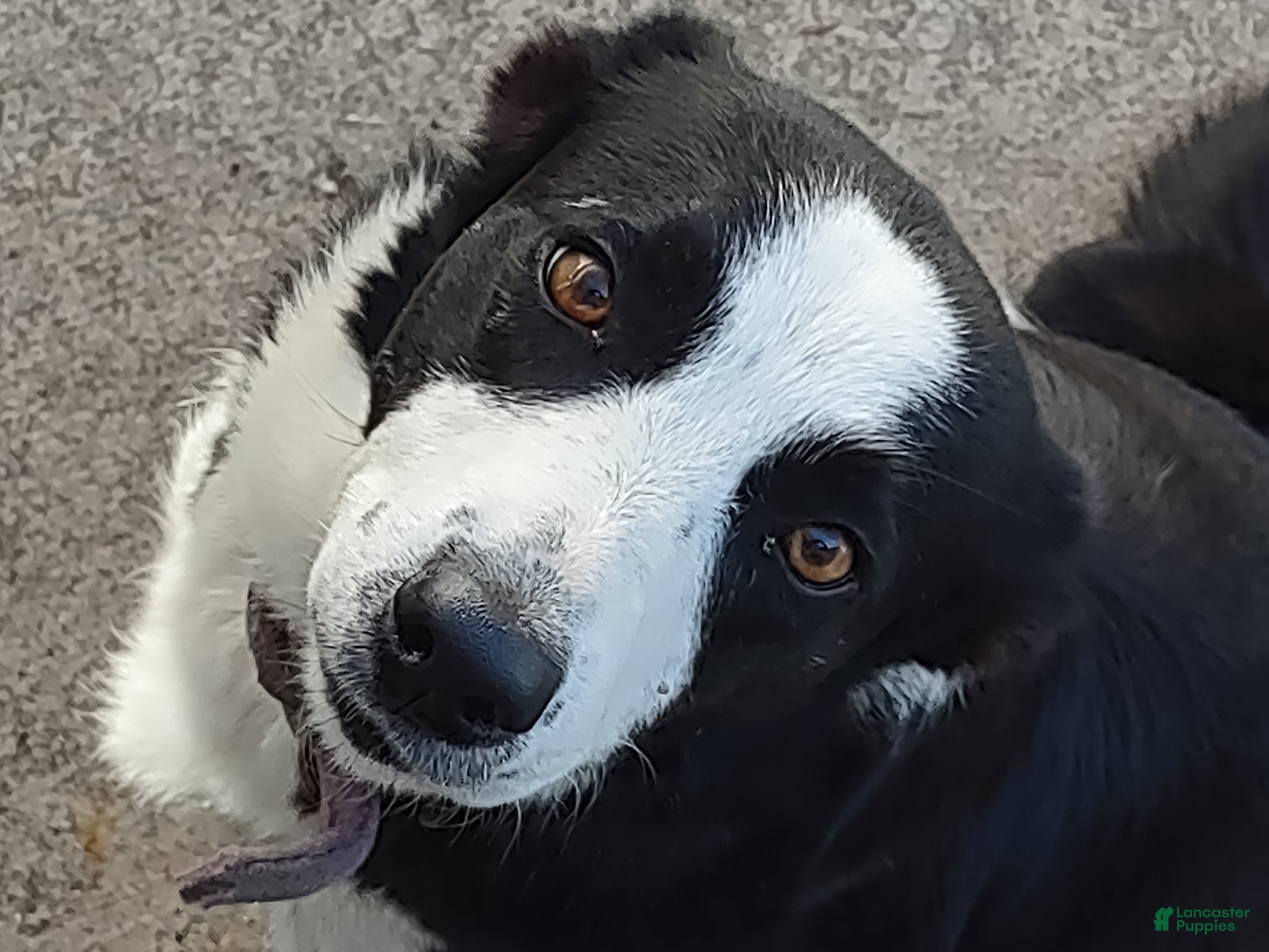 Border Collie dogs Bella - Ad 26