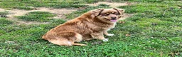 Australian Shepherd dogs for sale: Prince - Ad 9