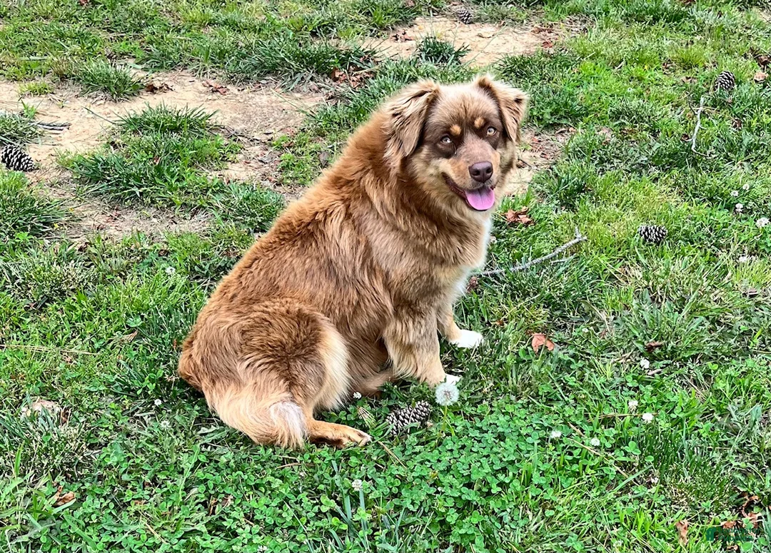 Australian Shepherd dogs for sale: Prince - Ad 9