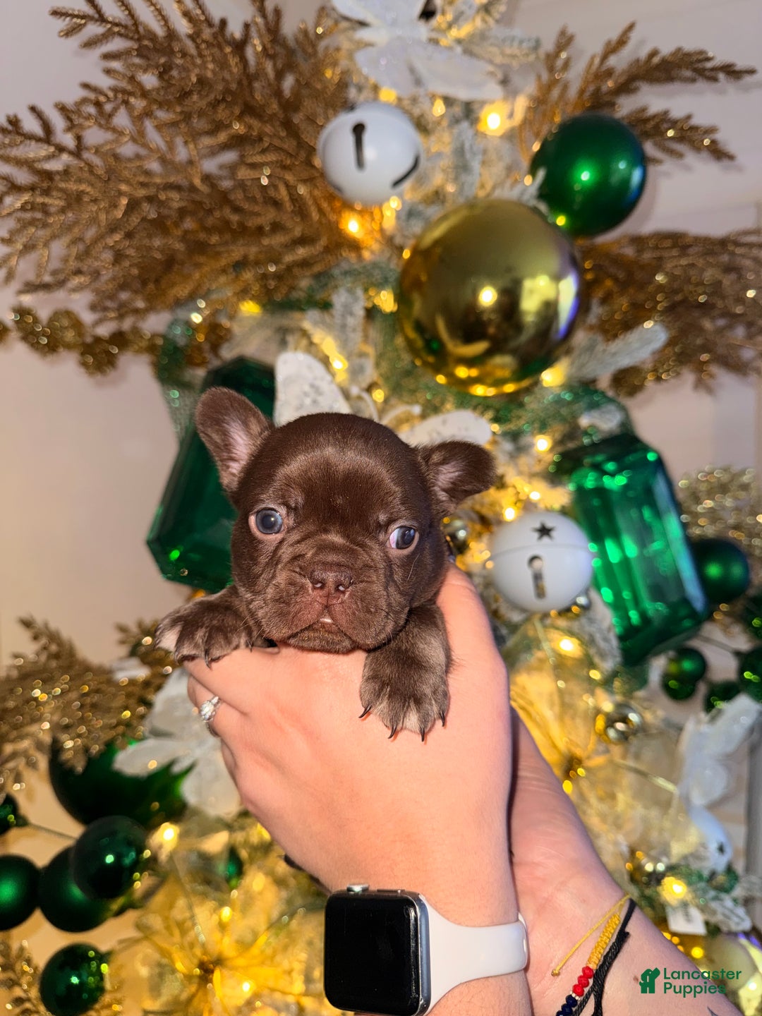 French Bulldog dogs for sale: French Bulldog Puppy 3 - Ad 2