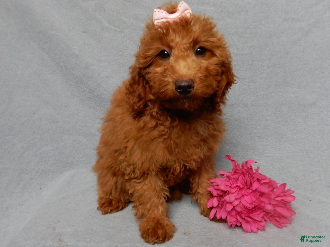 Mini Goldendoodle dogs for sale: Tillie - Ad 4