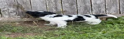 English Springer Spaniel dogs for sale: Boy Boy - Ad 4