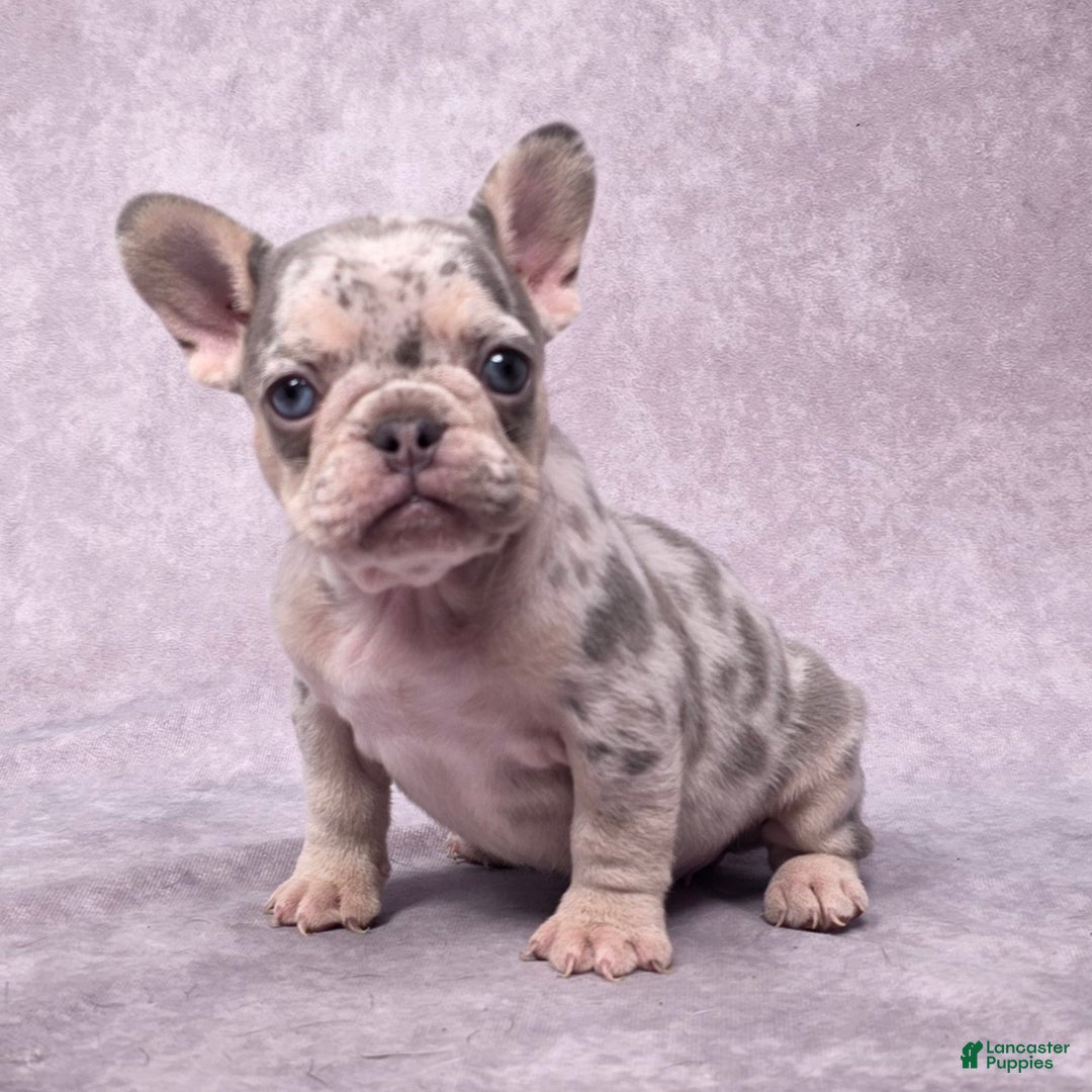 French Bulldog dogs for sale: Millie - Ad 3