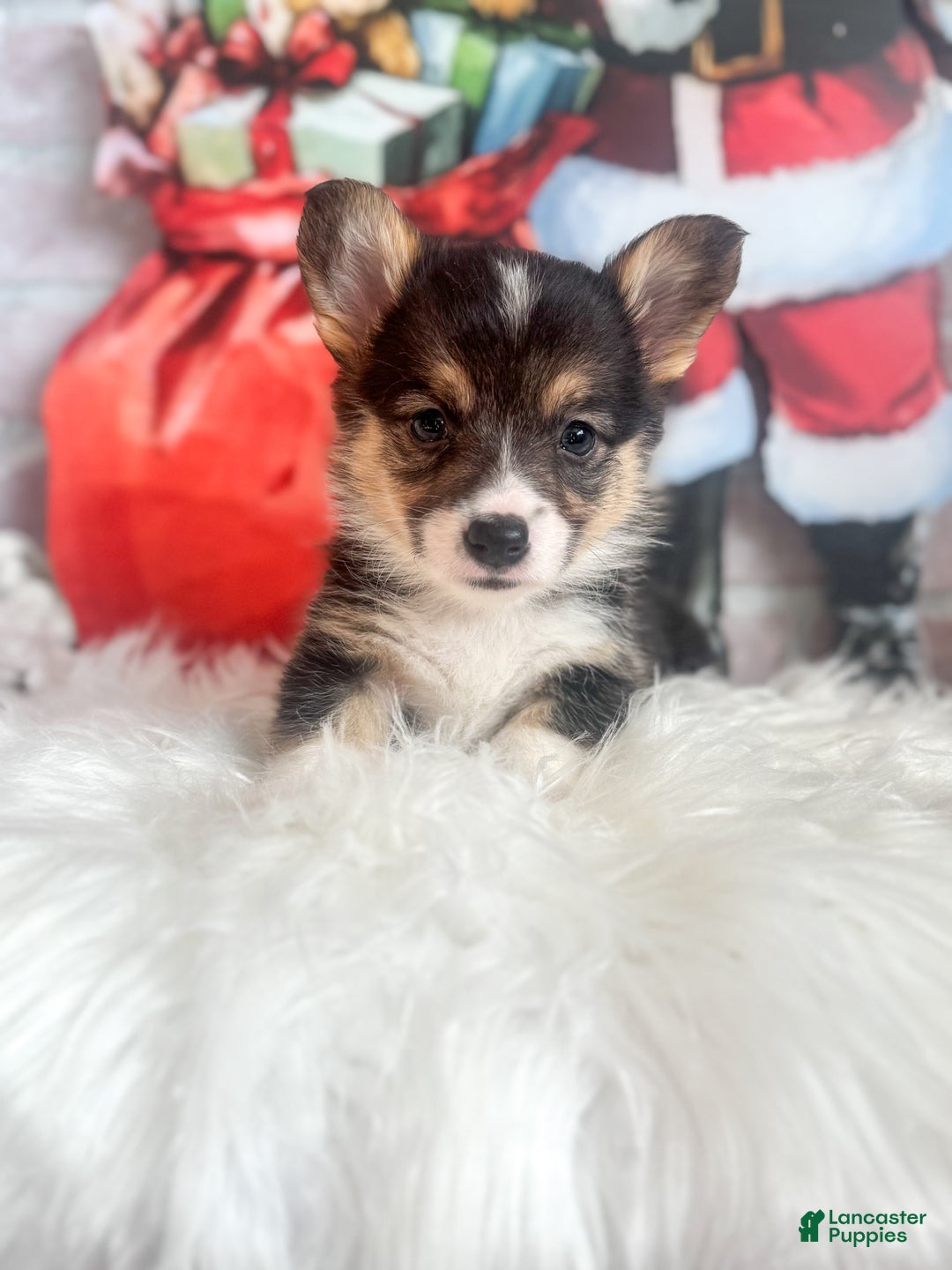 Welsh Corgi Pembroke dogs for sale: Peppermint  - Ad 5