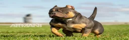 American Bully dogs for sale: Armani - Ad 3