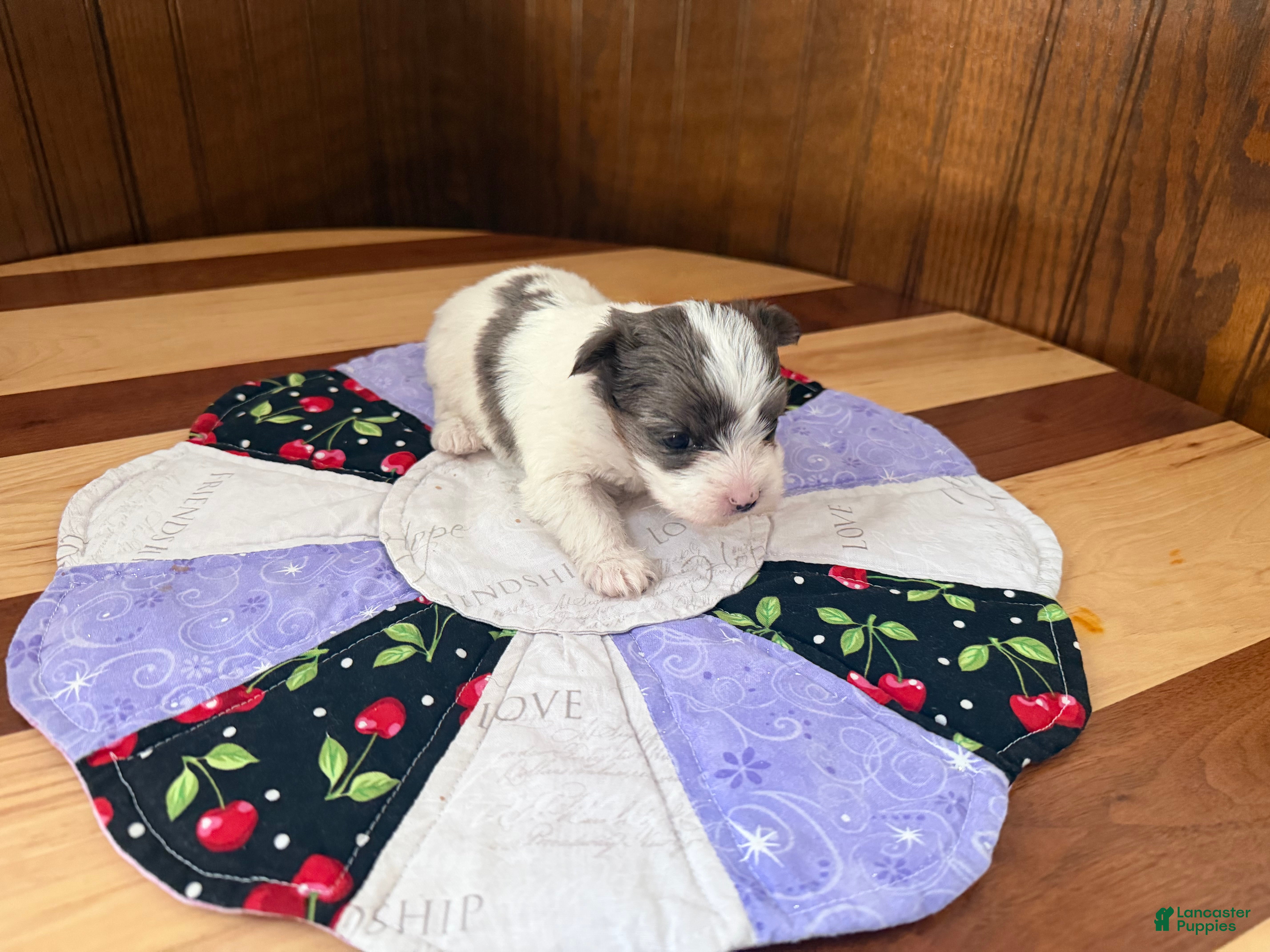 Yorkshire Terrier dogs Yorkshire Terrier Puppy 3 - Ad 2