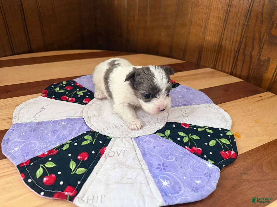 Yorkshire Terrier dogs for sale: Yorkshire Terrier Puppy 3 - Ad 2