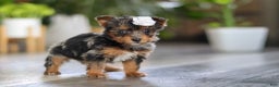 Yorkiepoo dogs for sale: J'adore - Ad 2