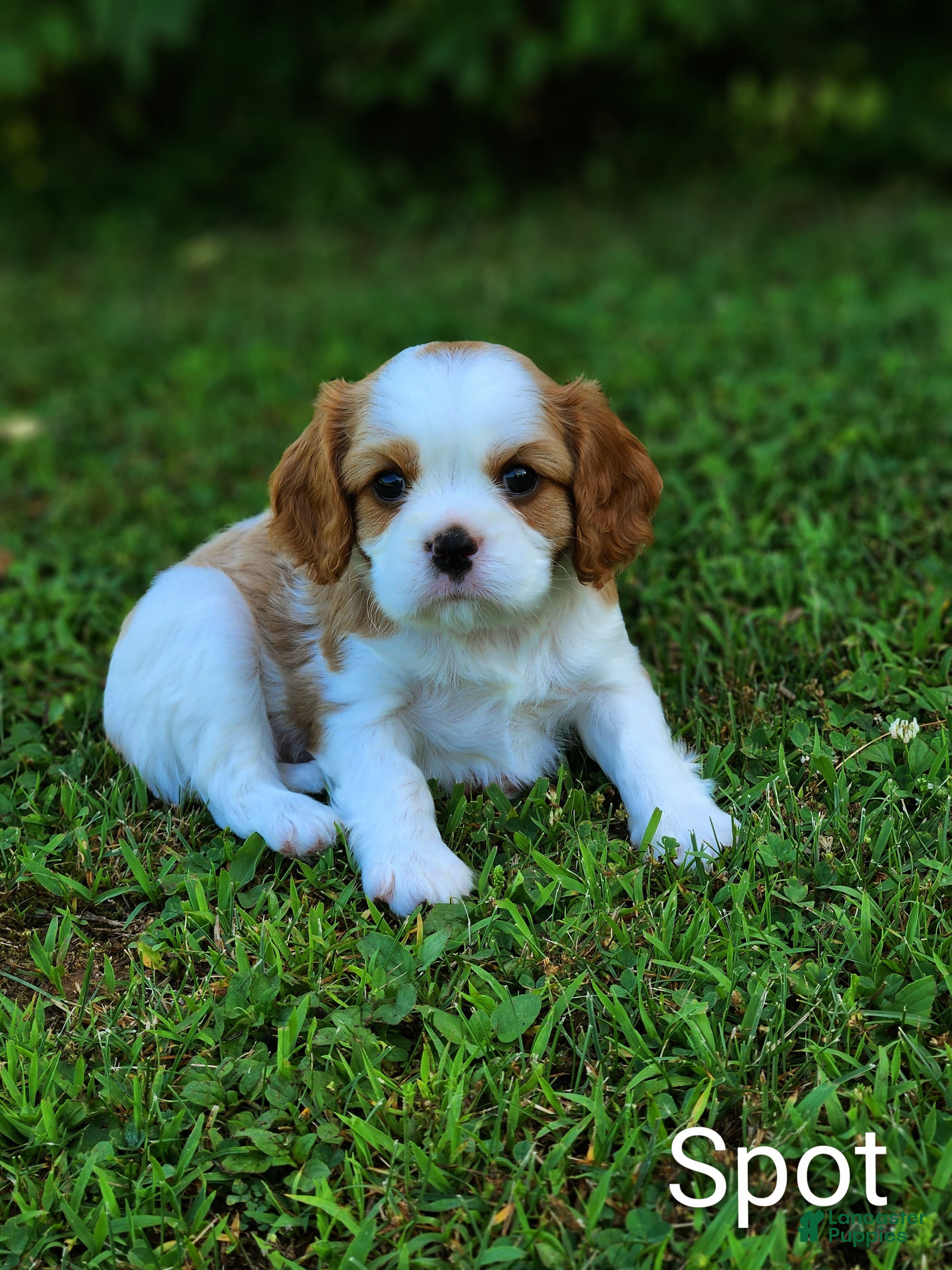 Cavalier King Charles Spaniel dogs Spot - Ad 2