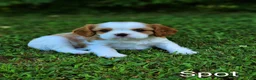 Cavalier King Charles Spaniel dogs for sale: Spot - Ad 2
