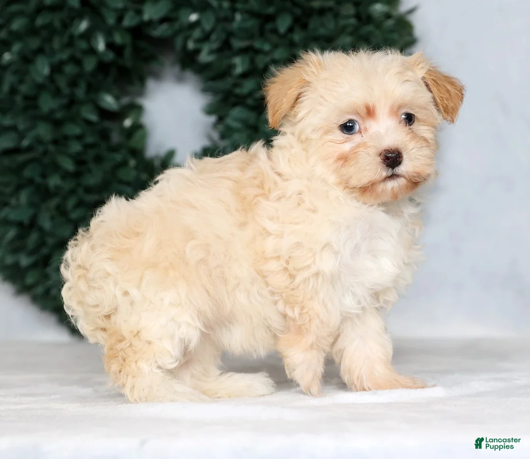 Havapoo dogs for sale: Jessica - Ad 7