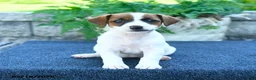 Jack Russell Terrier dogs for sale: Jenna - Ad 3