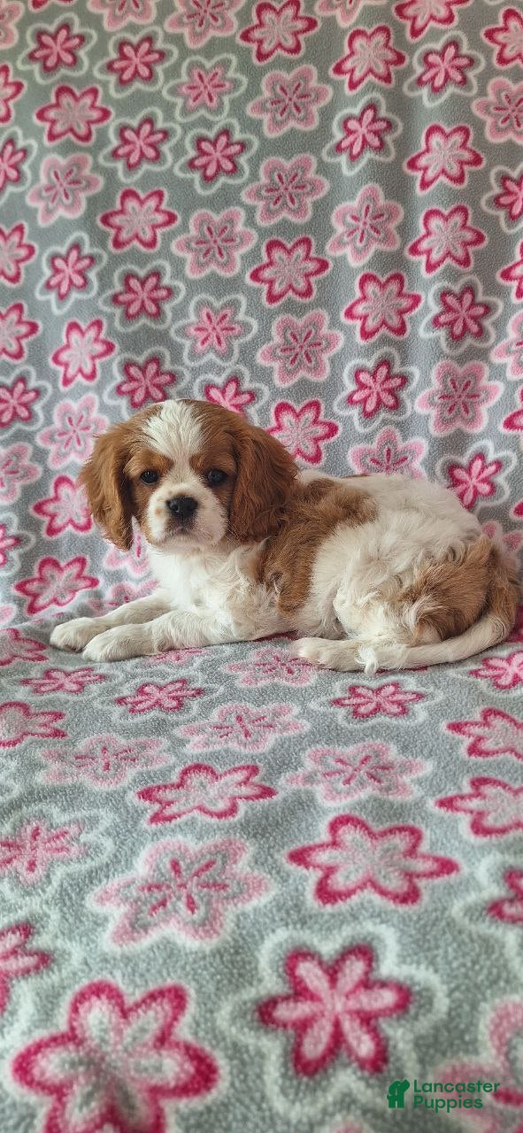 Cavalier King Charles Spaniel dogs Lucky - Ad 37