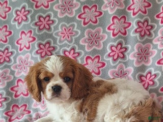 Cavalier King Charles Spaniel dogs Lucky - Ad 36