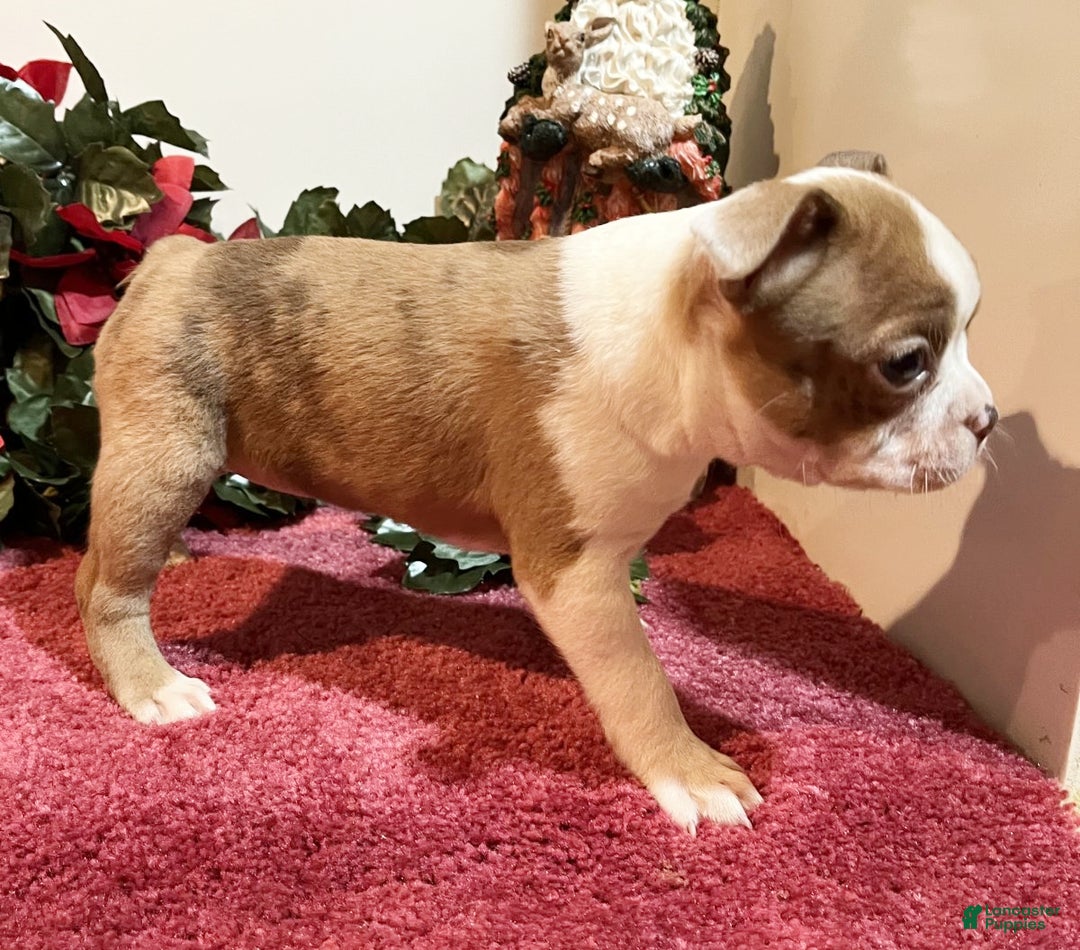 Boston Terrier dogs for sale: Lady - Ad 1