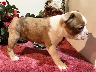 Boston Terrier dogs Lady - Ad 1