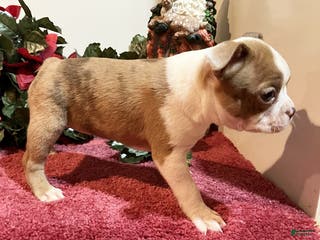 Boston Terrier dogs Lady - Ad 32