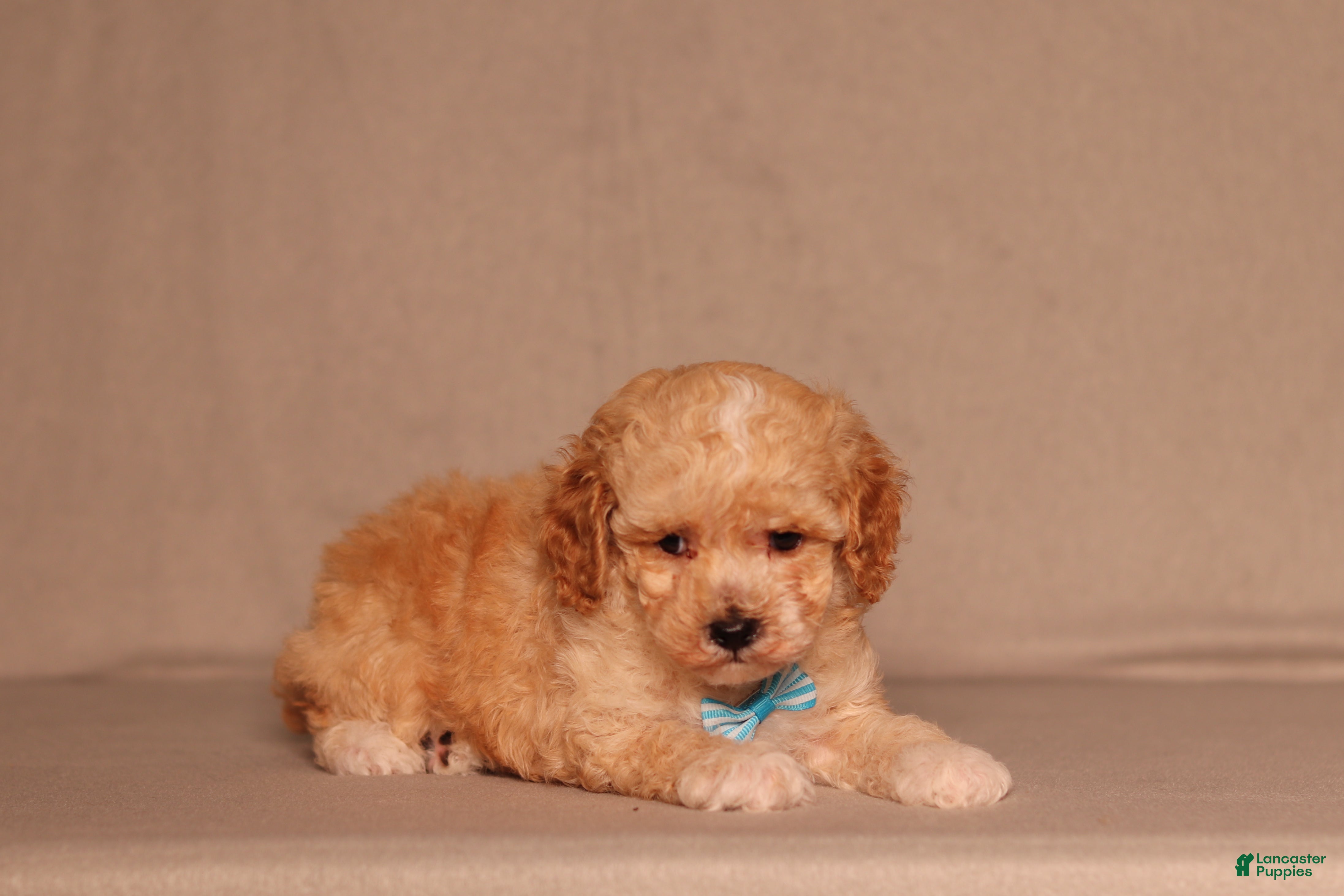 Miniature Poodle dogs Denver - Ad 1