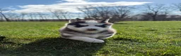 Siberian Husky dogs for sale: Beth - Ad 4