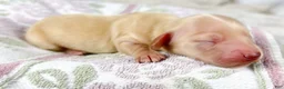 Miniature Dachshund dogs for sale: Vanilla - Ad 3