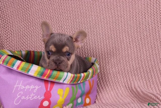 French Bulldog dogs Johnny - Ad 2