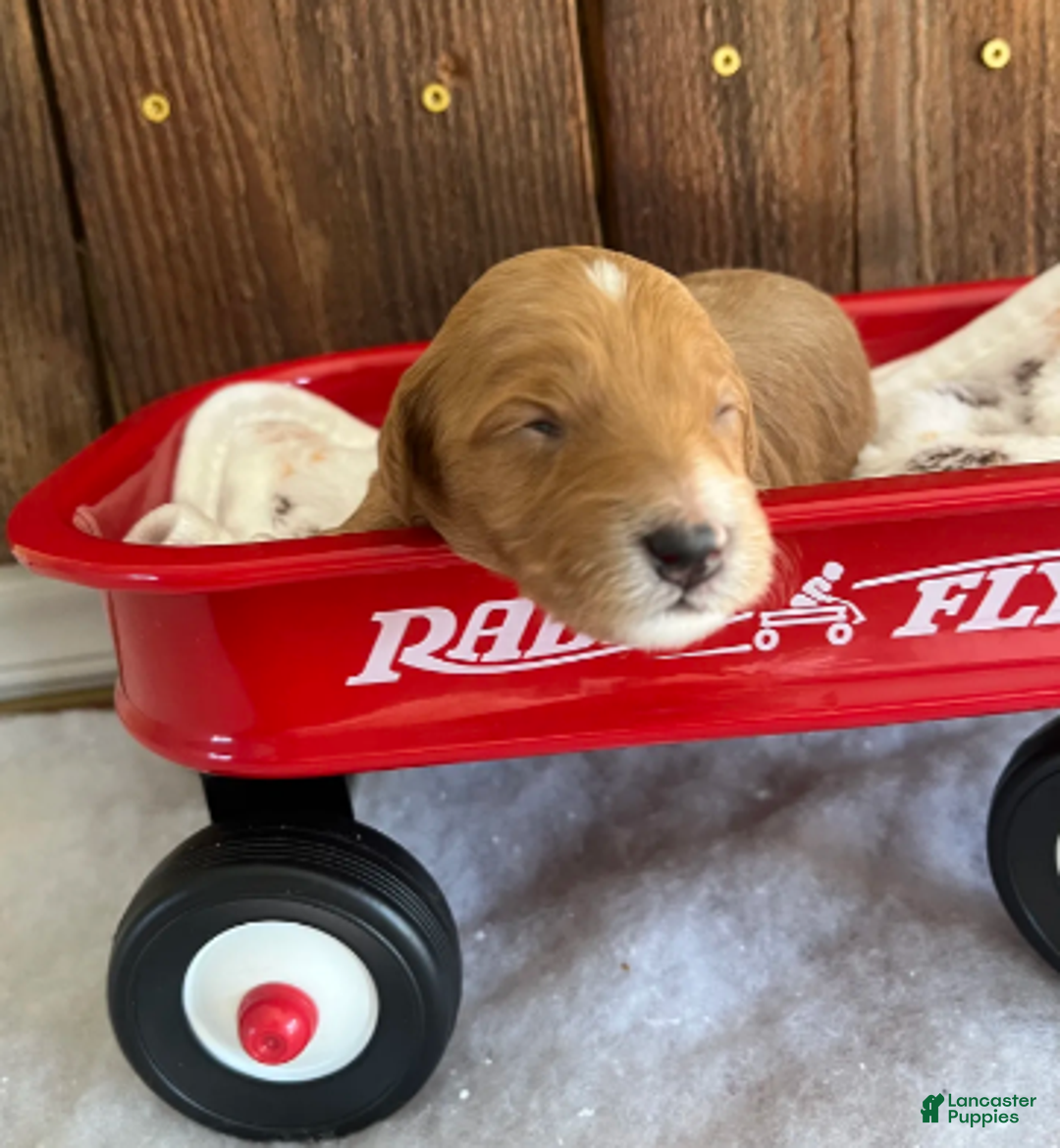 Mini Goldendoodle dogs for sale: Gravy - Ad 1