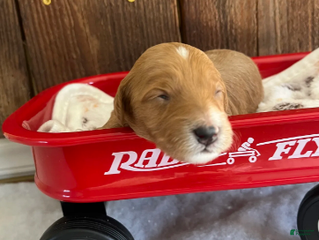Mini Goldendoodle dogs Gravy - Ad 2
