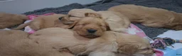 Golden Retriever dogs for sale: Golden Retriever 1 - Ad 16