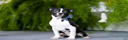 Boston Terrier dogs for sale: Prancer - Ad 1