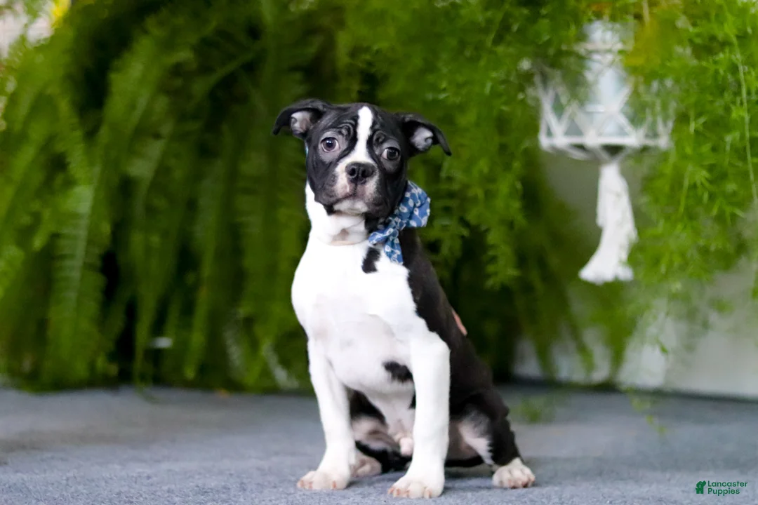Boston Terrier dogs for sale: Prancer - Ad 1