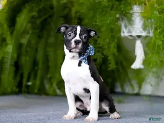 Boston Terrier dogs Prancer - Ad 1