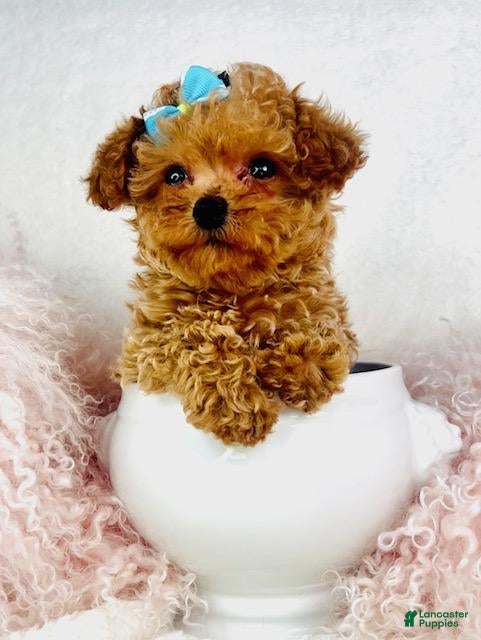 Toy Poodle dogs Toy Poodle Puppy 1 - Ad 20