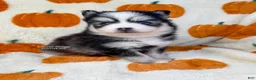 Pomsky dogs for sale: Boone - Ad 3