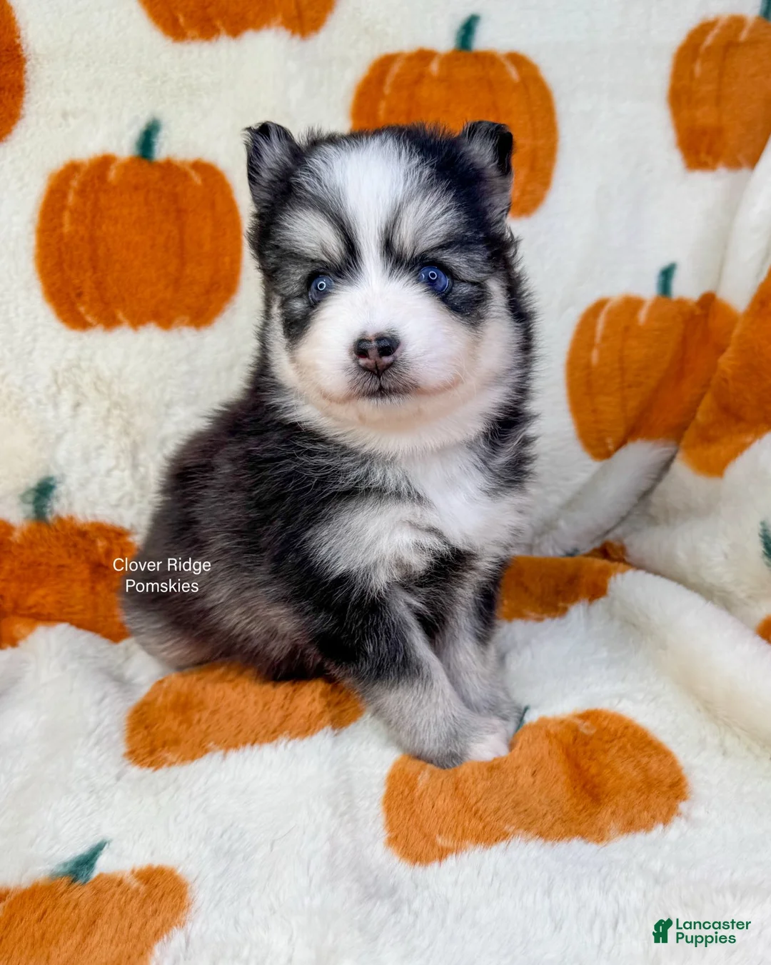 Pomsky dogs for sale: Boone - Ad 3