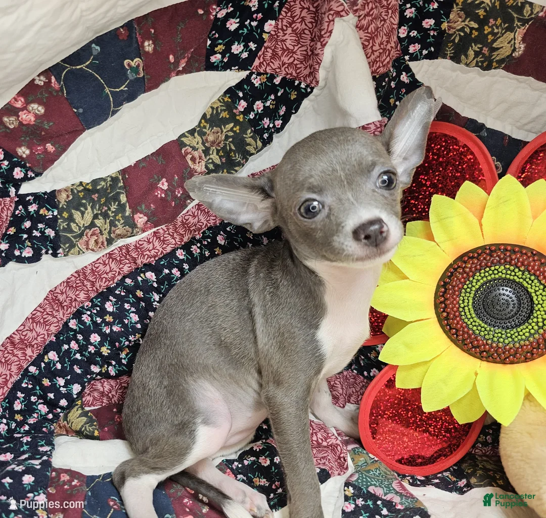 Chihuahua dogs for sale: Lunar (Blue and White) - Ad 2