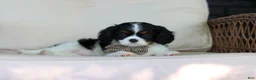 Cavalier King Charles Spaniel dogs for sale: Leo - Ad 7