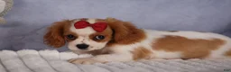 Cavalier King Charles Spaniel dogs for sale:  Nugget🐾 - Ad 12